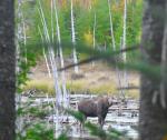 Moose in Stump Pond 2