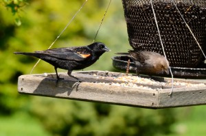 Red-winged Blackbird and Cowbird on a feeder.